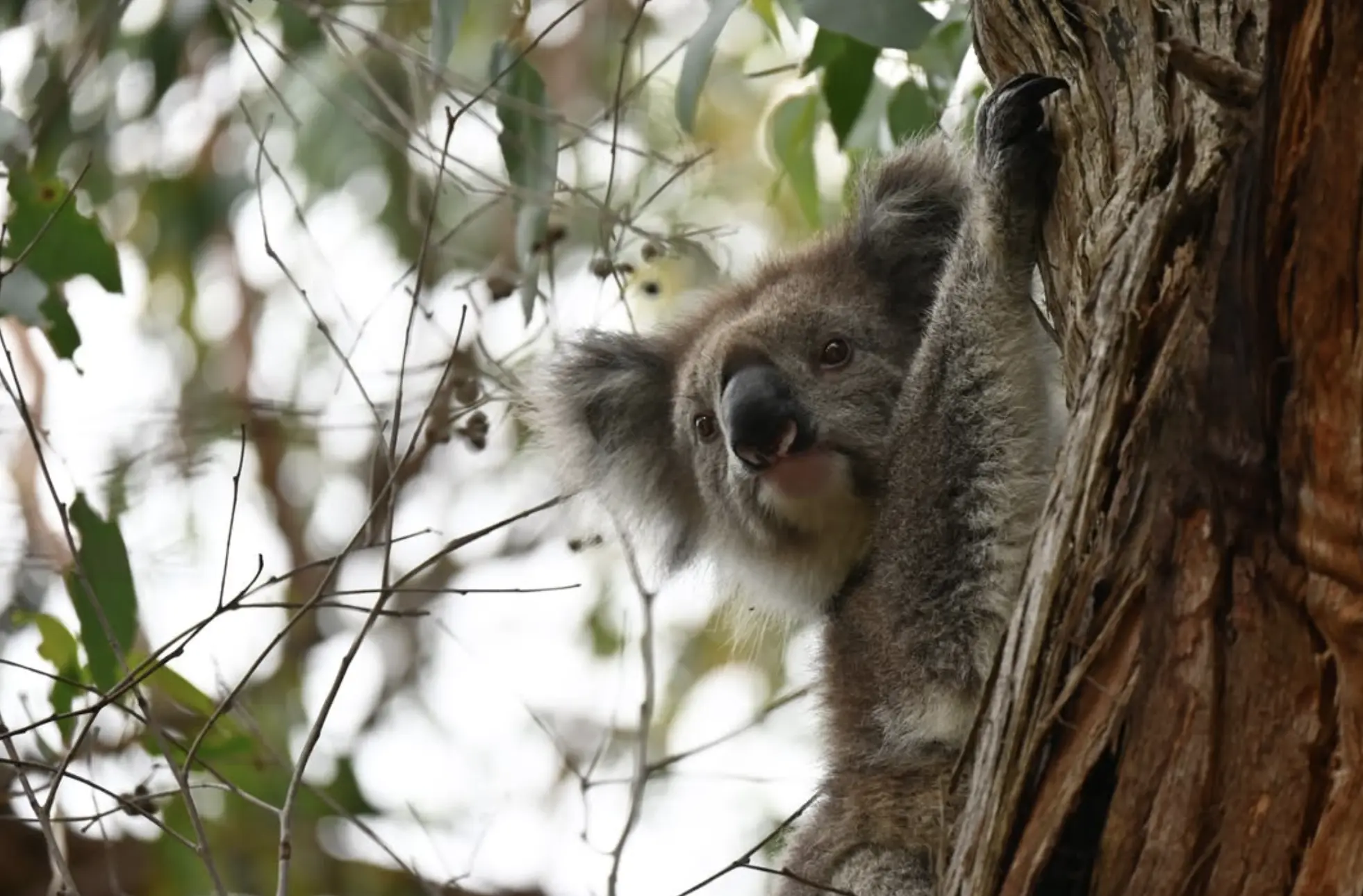 Koalas on French Island