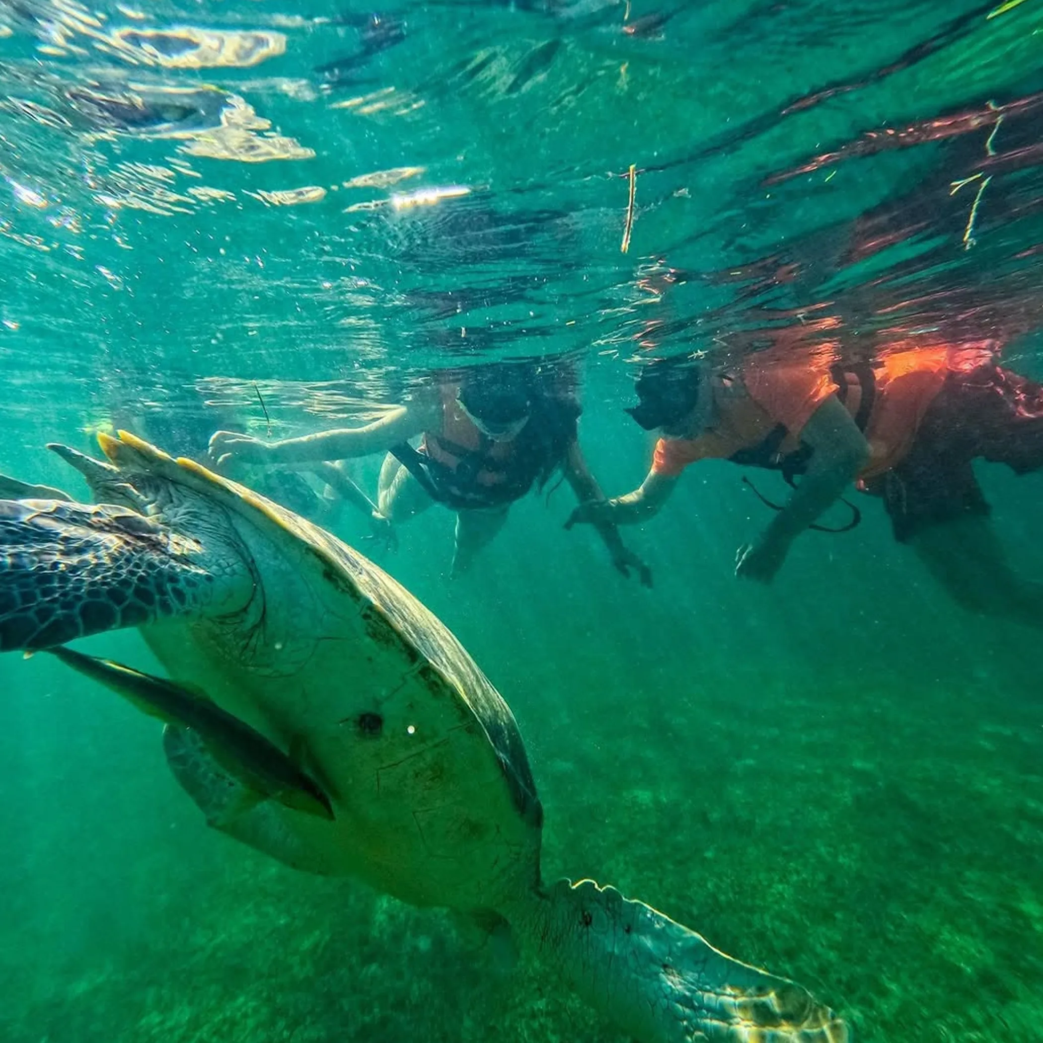 snorkeller swimming among colorful fish
