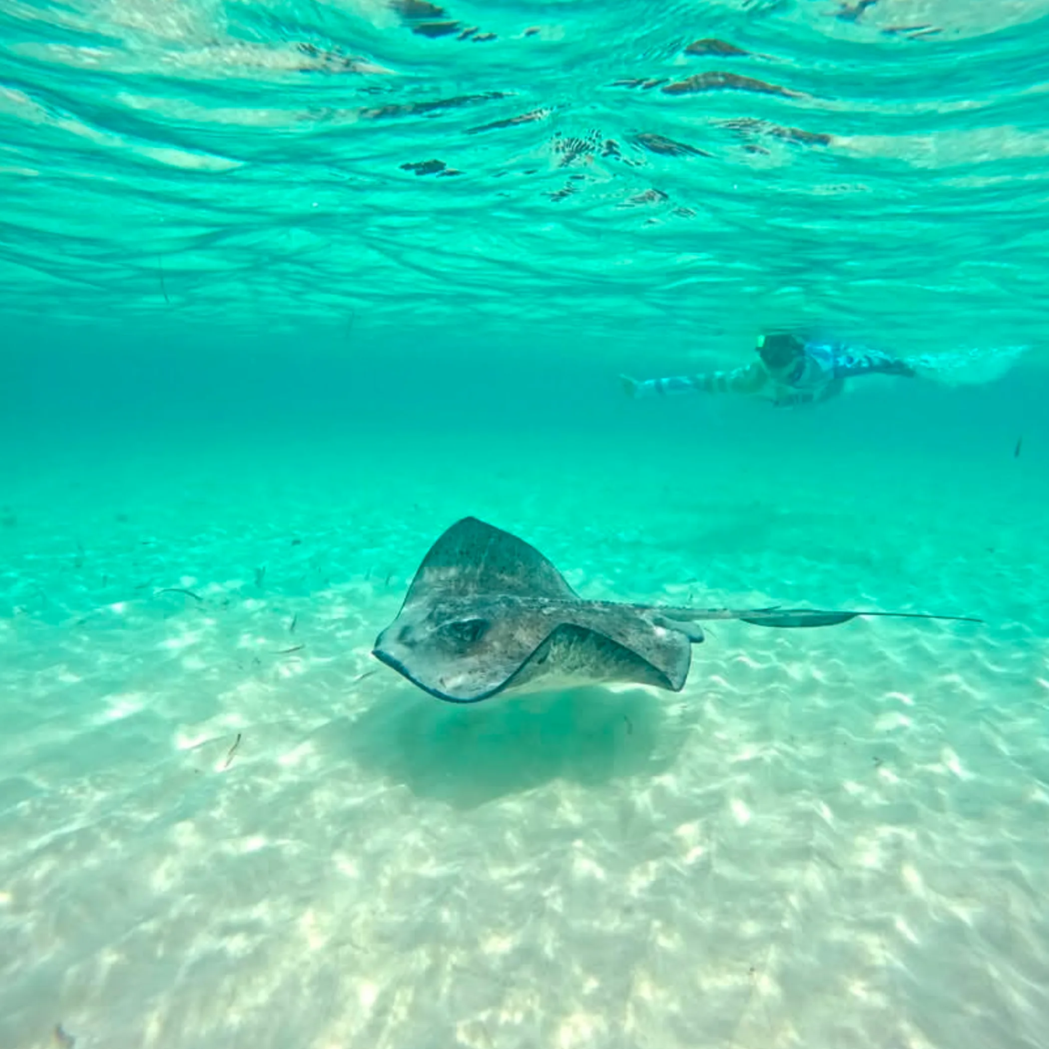underwater view of snorkelers and fish