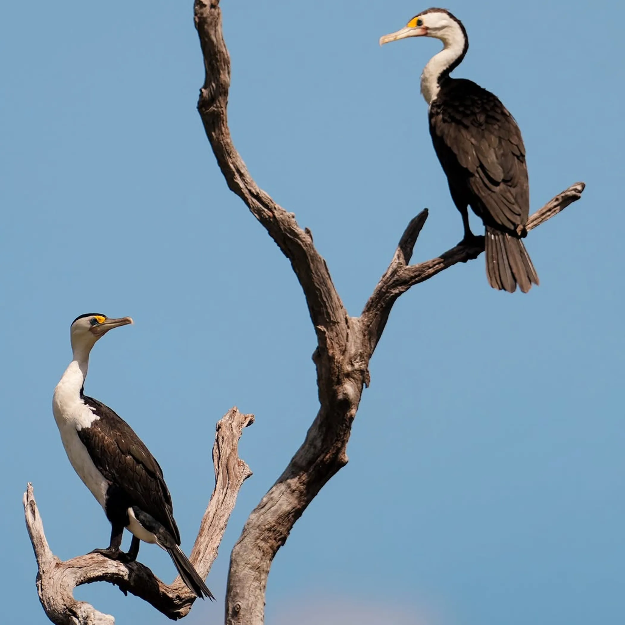 kakadu wildlife photograph