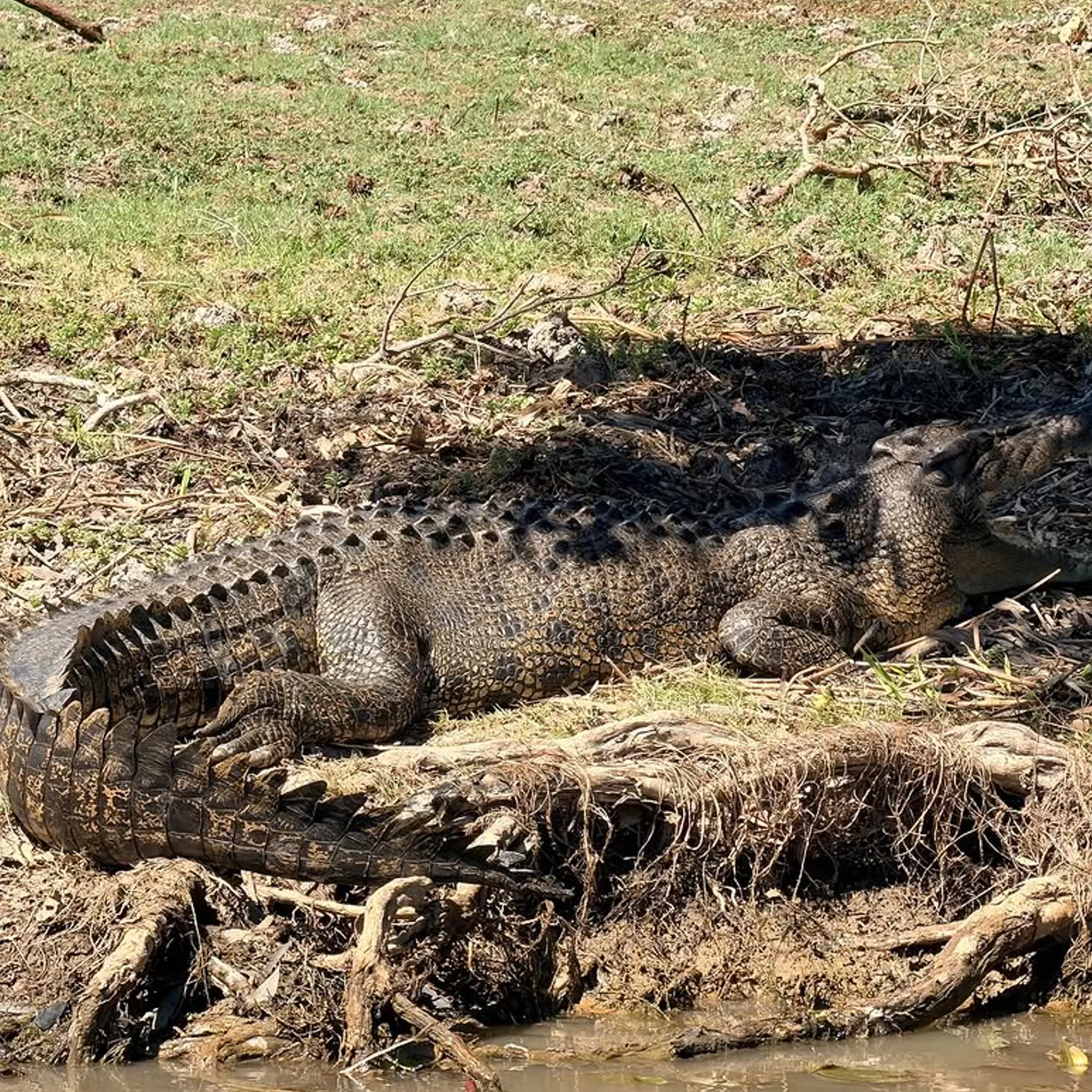 wildlife in kakadu